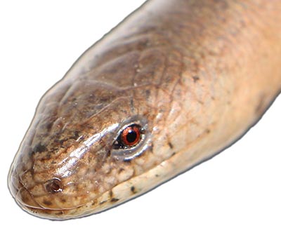 Stålormen er en øgle