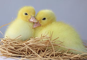 shutterstock_127331855 kylling