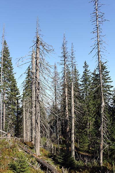 shutterstock_157380461 syreregn 400px