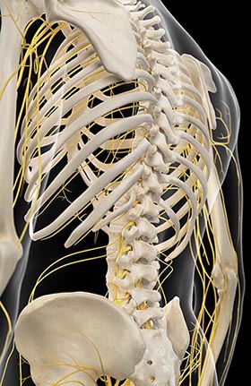 shutterstock_298973597 nerve 280px