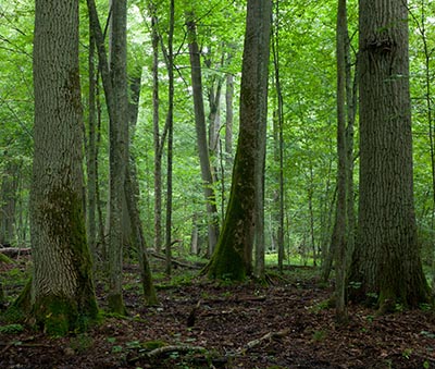 shutterstock_83556973 egeskov