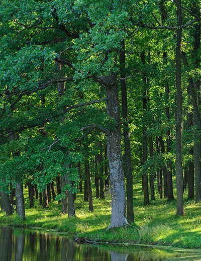 Skoven, et økosystem