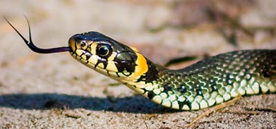 Snog med gule nakkepletter