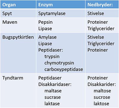 Enzym tabel smal3 400px