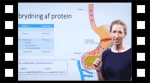 Nedbrydning af protein
