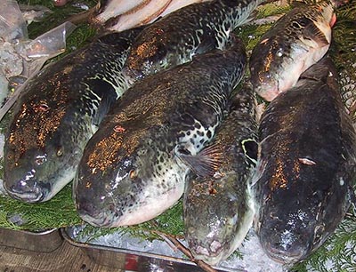 Fuga fisk japansk pufferfisk 400 px