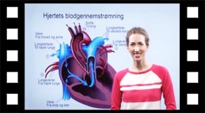 Hjertets blodgennemstrømning