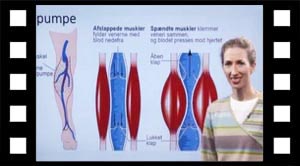 Lungekredsløbet og det store kredsløb