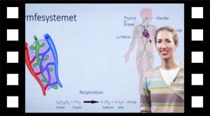 Lymfesystemet