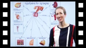 Hormoner 06 overordnede hormoner