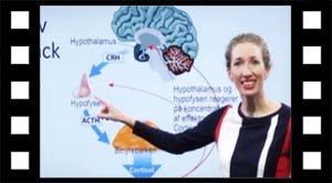 Hormoner 08 stresshormon