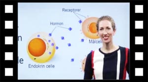 Hormoner 09 målcelle