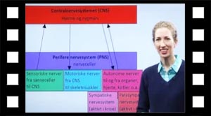 Gruppering af nervesystemer.