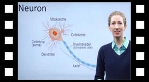Nervecellen - en neuron