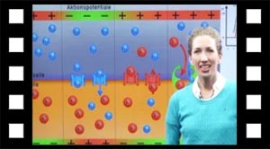 Neuronen akrionspotentiale og natrium-kalium-pumpen.
