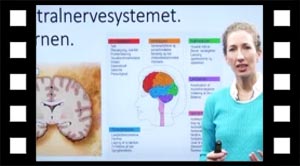 Hjernebarken, lillehjernen og hjernestammen.