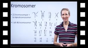 Kromosompar og kønskromosomer