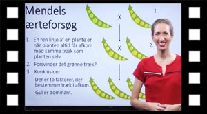 Mendels ærteforsøg og lov om dominans.