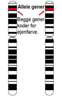 shutterstock_117108250 homologe genpar2_lillepx