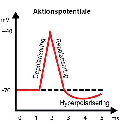 shutterstock_213963010 Nerver 400px