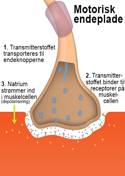 shutterstock_270264392 Nerver 400px