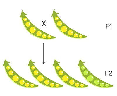 shutterstock_282156833 mendel gener del2