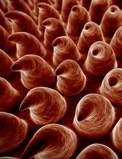 shutterstock_319478261 tunge